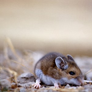 Céréales anti-rongeurs - Dernière génération